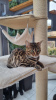 Photo №2 to announcement № 125253 for the sale of bengal cat - buy in United Kingdom breeder