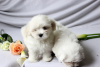 Photo №2 to announcement № 51149 for the sale of maltese dog - buy in Switzerland private announcement