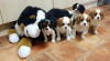 Photo №2 to announcement № 11508 for the sale of cavalier king charles spaniel - buy in Lithuania 