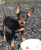 Photo №1. miniature pinscher - for sale in the city of Füssen | Is free | Announcement № 12032