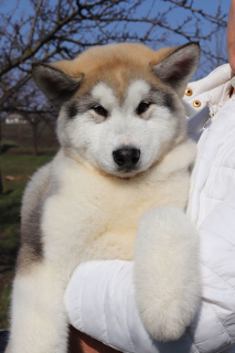 Photo №2 to announcement № 1909 for the sale of alaskan malamute - buy in Ukraine from nursery