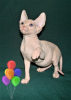 Photo №2 to announcement № 43642 for the sale of sphynx-katze - buy in United States from nursery, breeder