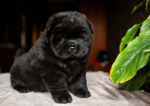 Photo №1. chow chow - for sale in the city of Minsk | 550$ | Announcement № 685