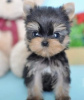 Photo №4. I will sell yorkshire terrier in the city of New York. private announcement, from nursery - price - 600$