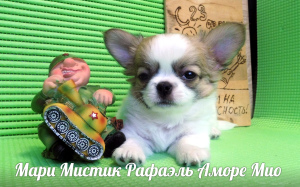 Additional photos: Chihuahua puppies mini and standard, g - w and d - w