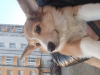 Photo №1. welsh corgi - for sale in the city of Ессентуки | negotiated | Announcement № 87336