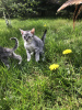 Photo №3. EGYPTIAN MAU KITTENS. Poland