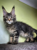 Photo №2 to announcement № 97905 for the sale of maine coon - buy in Austria private announcement