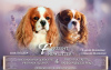 Photo №4. I will sell cavalier king charles spaniel in the city of Stavanger. private announcement - price - negotiated
