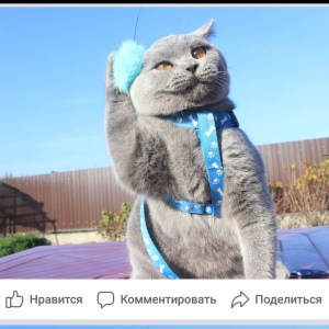 Photo №2 to announcement № 3795 for the sale of british shorthair - buy in Belarus from nursery