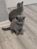 Photo №1. british shorthair - for sale in the city of Dusseldorf | 370$ | Announcement № 119430