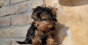 Photo №3. Yorkshire terriers puppies. Germany