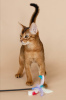 Photo №2 to announcement № 11589 for the sale of abyssinian cat - buy in Ukraine from nursery