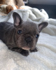 Photo №1. french bulldog - for sale in the city of Prague | negotiated | Announcement № 83729