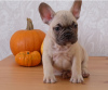 Photo №1. french bulldog - for sale in the city of Дрезден | 317$ | Announcement № 108113