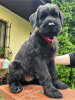 Additional photos: Giant Schnauzer puppies (3 months)