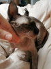 Photo №4. I will sell sphynx cat in the city of Cologne. breeder - price - 676$