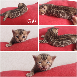 Photo №1. bengal cat - for sale in the city of Minsk | 400$ | Announcement № 6474