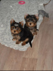 Photo №1. yorkshire terrier - for sale in the city of White church | 350$ | Announcement № 12004