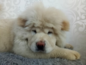 Additional photos: cream chow