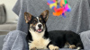 Photo №2 to announcement № 94270 for the sale of welsh corgi - buy in Russian Federation breeder