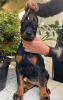Photo №2 to announcement № 12110 for the sale of dobermann - buy in Russian Federation from nursery