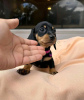 Photo №2 to announcement № 123823 for the sale of dachshund - buy in Finland private announcement, breeder