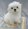 Photo №1. maltese dog - for sale in the city of Helsinki | negotiated | Announcement № 40425