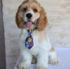 Photo №2 to announcement № 113696 for the sale of american cocker spaniel - buy in Germany private announcement