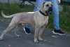 Photo №2 to announcement № 13662 for the sale of cane corso - buy in Poland breeder