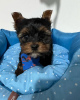 Additional photos: Beautiful male and female Toy poodle puppies,