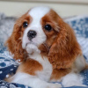 Photo №3. Puppies Cavalier King Charles Spaniel. Russian Federation
