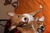 Photo №4. I will sell basenji in the city of Brovary. breeder - price - 1057$