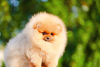 Photo №1. pomeranian - for sale in the city of Kiev | 1774$ | Announcement № 11249