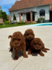 Additional photos: Toy Poodles and Toy Poodles