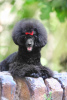 Photo №2 to announcement № 116514 for the sale of poodle (toy) - buy in Serbia 