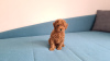 Photo №3. Toy Poodle Puppies. Russian Federation