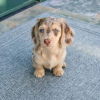 Photo №1. dachshund - for sale in the city of Helsinki | 475$ | Announcement № 120144