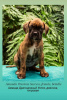 Additional photos: Club German Boxer Puppies