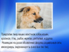 Photo №1. Services for the delivery and transportation of cats and dogs in the city of Москва. Announcement № 7936
