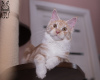 Additional photos: Maine Coon cat STARKS TESSA