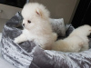 Photo №1. pomeranian - for sale in the city of Антверпен | Is free | Announcement № 115065