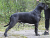 Additional photos: Cane Corso puppies