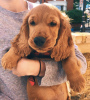 Photo №1. english cocker spaniel - for sale in the city of Tallinn | 486$ | Announcement № 88805