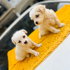 Additional photos: MALTESE PUPPIES AVAILABLE TO GO TO ANY LOVELY FAMILY