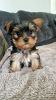 Photo №1. yorkshire terrier - for sale in the city of Fremont | 400$ | Announcement № 102459