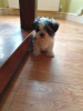 Photo №3. Cute Maltese Puppies available for new homes. Germany