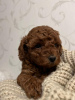 Photo №1. poodle (toy) - for sale in the city of Belgrade | negotiated | Announcement № 83069
