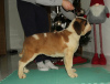 Photo №1. st. bernard - for sale in the city of Москва | negotiated | Announcement № 17921