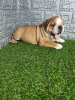 Photo №4. I will sell english bulldog in the city of Sremska Mitrovica. breeder - price - negotiated